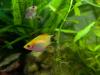 Platys silberblau und orange