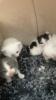 BKH/ Perser-Mix Kitten