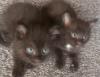 Siam Kitten Black Mixt