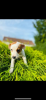 Jack Russel Terrier 3 Monate