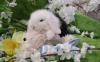 Zwergkaninchen,  Peking-Teddywidder super süß und handzahm