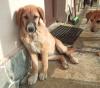Bibi sucht ein passendes Zuhause