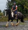 Tinker,  Stute,  5 Jahre,  155 cm