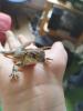Schmetterlingsagame (Leiolepis belliana) Spike sucht neues Zuhause