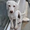 Lumi - liebt andere Hunde