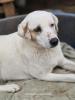 Leslie sucht ein passendes Zuhause