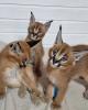 Serval-,  Savannah- und Karakalkätzchen