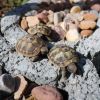 Junge Griechische Landschildkröten THB NZ 2021