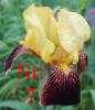 Biete: Verschiebene Schwertlilien (Iris). Blumen.