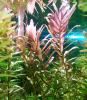 Indische Rotala,  Aquariumpflanze,  Versand/  Abholung