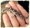 Echsen /  Geckos ( Paroedura picta )