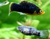 Platys,  eigene Zucht (Versand/  Abholung)