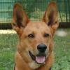 RED TEDDY - Mix - 7 Jahre - Tierhilfe-Franken e.V.