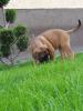 Wunderschöne Bullmastiff Welpen zu verkaufen
