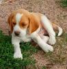 eine lustige und verspielte Beagle Dame  in BICOLOR sucht ein neues zu Hause