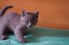 Britisch Kurzhaar Kitten