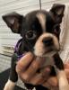 Boston Terrier Welpen 