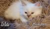 Heilige Birma Kitten