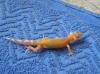 Leopardgecko Farbzuchten