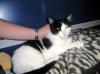 Tina,  super liebe Wohungskatze!