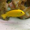 Copadichromis,  Labidochromis,  Melanochromis