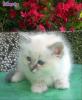 Hl.Birma Kitten, männlich, blue point, Zucht/ Show/ Liebhaber