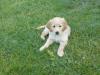 Super süße und reinrassige Golden Retriever Welpen