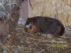 Cuy - Riesenmeerschweinchen Weibchen   Böcke abzugeben