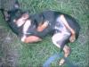Zwergrehpinscher,  schwarzbraun