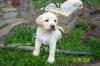 PUTZIGE LABRADOR WELPEN, IN BLOND, ABZUGEBEN