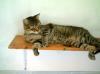 Mocho,  der freundlich Tigerkater!