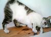 Malika,  hatte mal ein Zuhause...