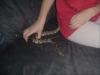 Kö-Pi-Weibchen geb. 07.2007 zu verkaufen