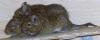 3 Degus  weibchen  ca. 1 1/ 2 Jahre. Zutraulich und verpielt
