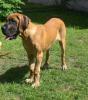 Deutsche Doggen Welpen VDH/ DDC