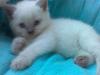 BKH Blue_ Pointkitten