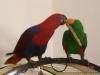 1, 1 Neuguinea Edelpapagei