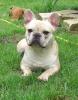 Deckrüde franz Bulldogge creme,  12, 5 kg