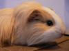 Meerschweinchen,  w,  3 Jahre,  Langhaar,  rot-blond