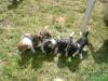 Verkaufe Jackrussel Terrier Welpen