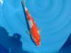 Japan Koi!!!