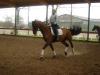 biete tollen Trakehner für Reitbeteiligung