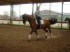 biete tollen Trakehner für Reitbeteiligung