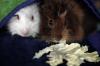 2 Meerschweinchen abzugeben,  11 Wochen alt