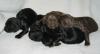 niedliche Cocker Spaniel Welpen für einen guten Preis.200