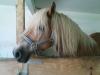 Biete Reitbeteligung an Haflinger Stute