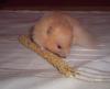 Teddyhamster suchen ein neues zuhause