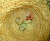 3 Kanarienvögel und 2 Vogelbauer abzugeben