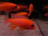 Alonocara Fire Fish