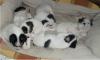 parson Russell Terrier Welpen